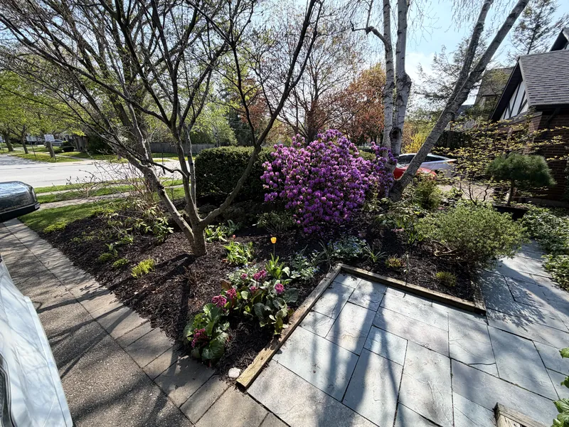 Spring bed in flower, magnolia over low planting.