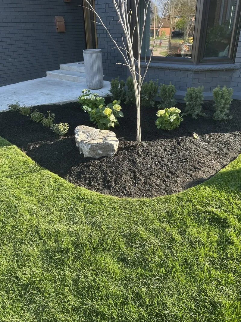 Curved mulch bed of hostas under a redbud in flower beside a brick house.